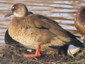 Brazilian Teal